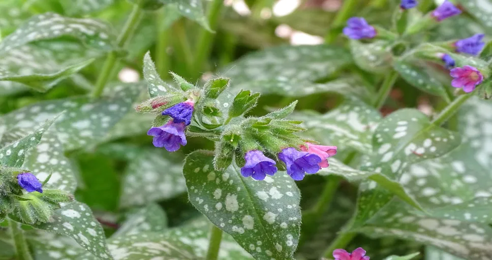 mercury trine mars synastry - lungwort, spotted lungwort, the shade compatible