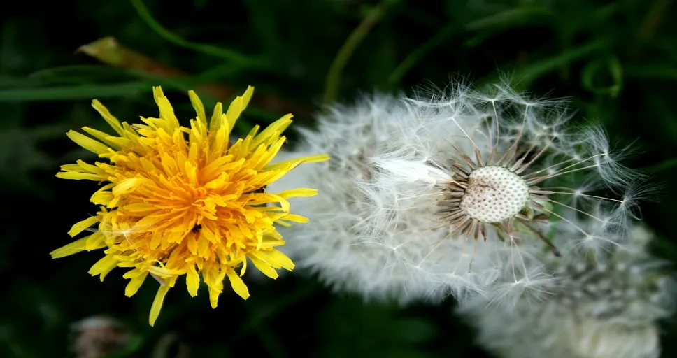 moon square pluto - dandelion, buttercup, spring