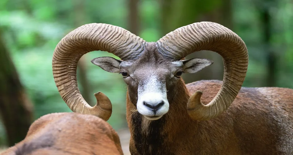 pluto aries - mouflon, aries, animal