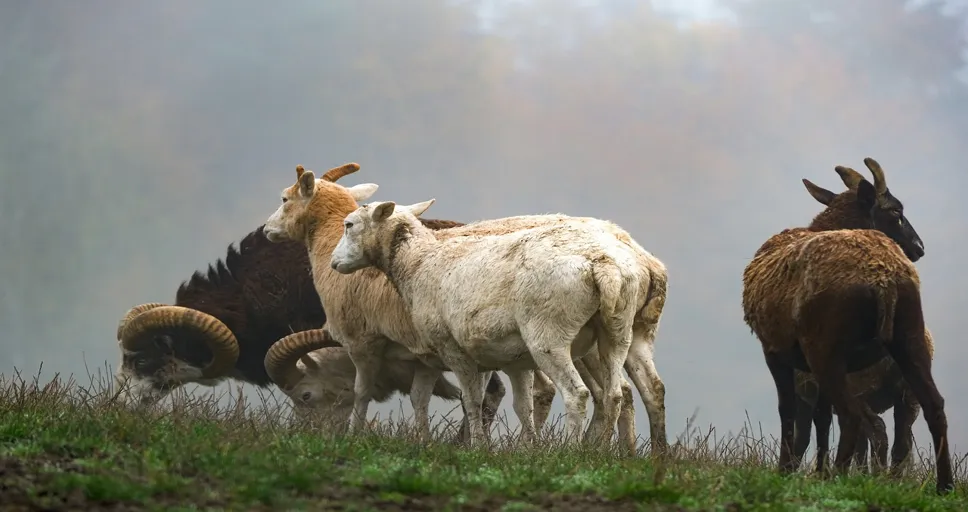 aries cheating - sheep, lamb, wool