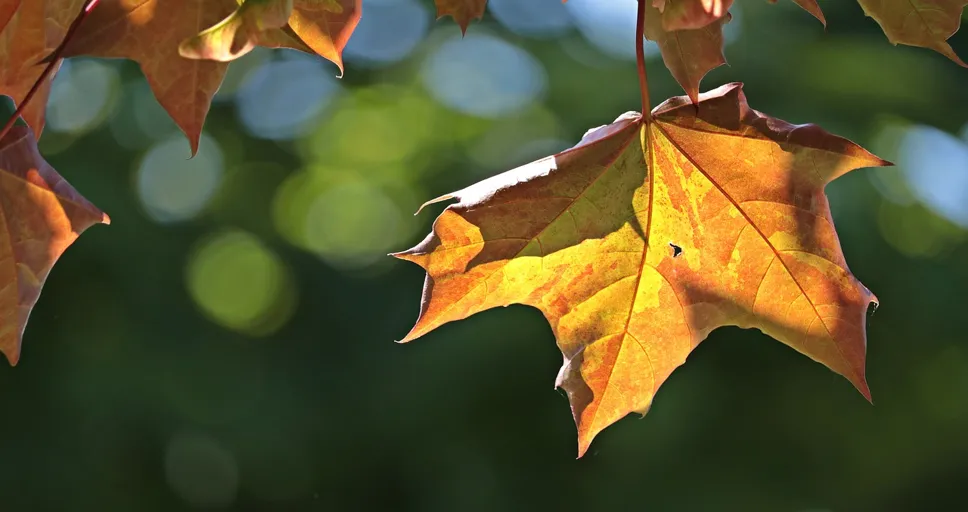 sun in 12th house synastry - maple leaves, leaves, maple