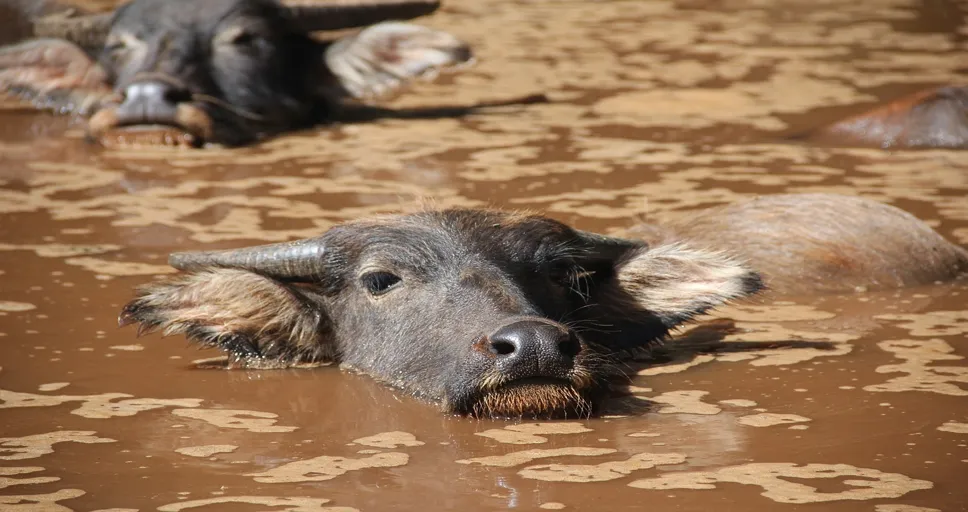 aquarius cheating - water buffalo, aquarius, cow