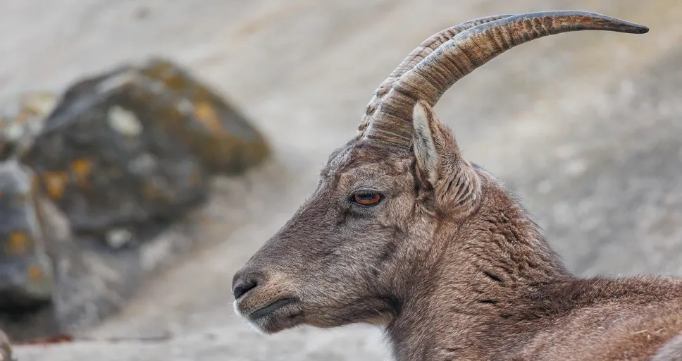 juno in capricorn - portrait, animal, nature