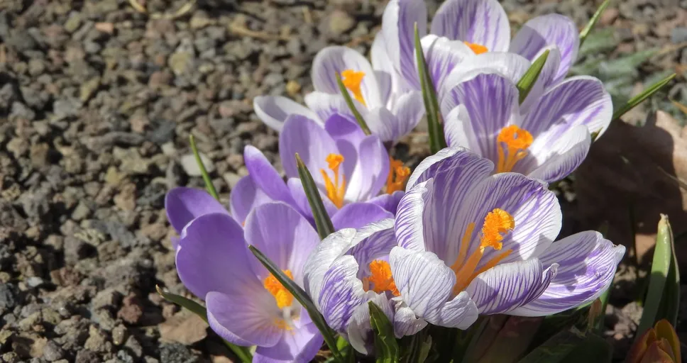 sun square pluto - saffron, crocus, flowering šafrány