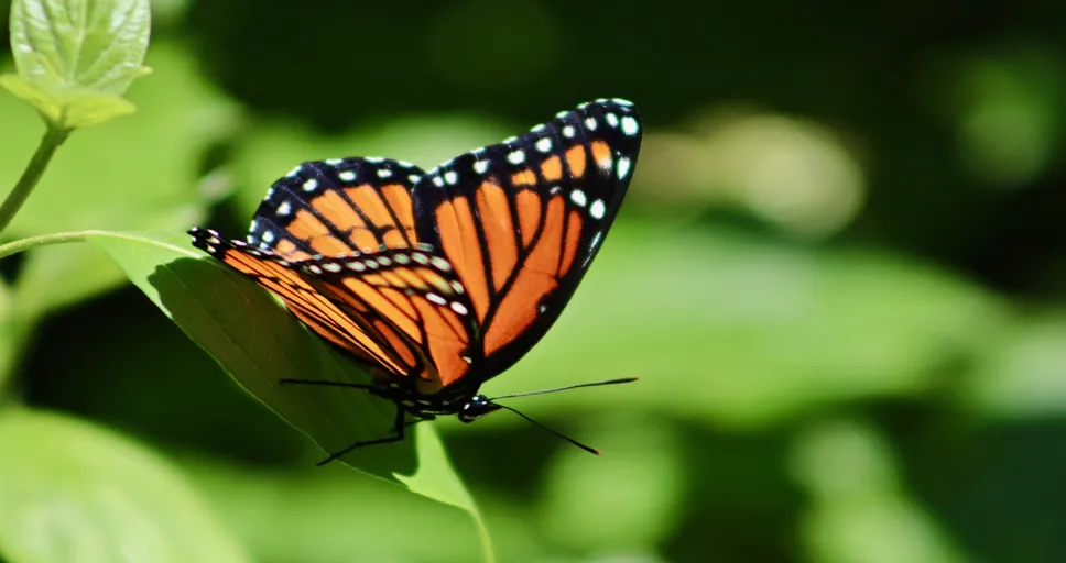 transiting uranus conjunct sun - butterfly, monarch, insects