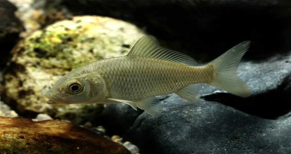 capricorn sun pisces moon - carp, freshwater fish, pisces