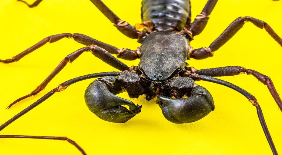 scorpio woman and sagittarius man compatibility percentage - scorpio, scourge scorpions, uropygi