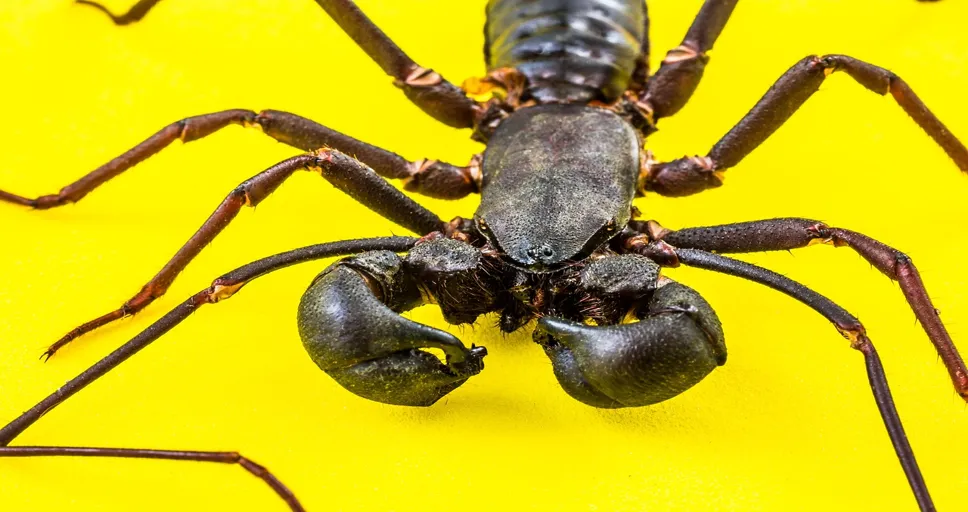 scorpio woman and sagittarius man compatibility percentage - scorpio, scourge scorpions, uropygi