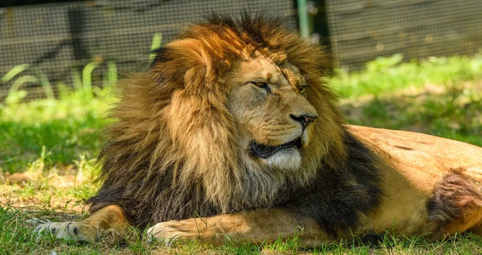 part of fortune leo - lion, male, panthera, panthera leo, leo, animal, mammal, big cat, feline, mane, predator, wild animal, wildlife, jungle, nature, carnivore