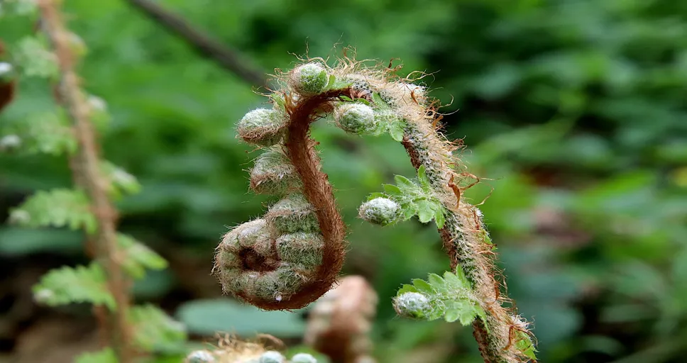 sun trine pluto - fern, deployed, unfold